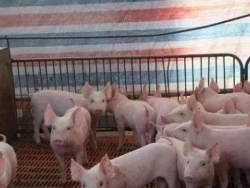 【养殖技术】秋季如何使保育猪增重快、不生病？