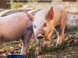 【养殖技术】夏秋交替季节 养猪场谨防猪感染湿疹病！